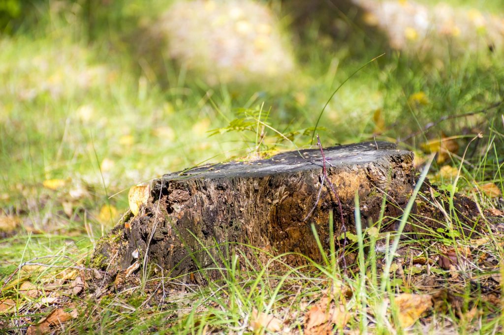 How To Remove A Tree Stump Different Ways