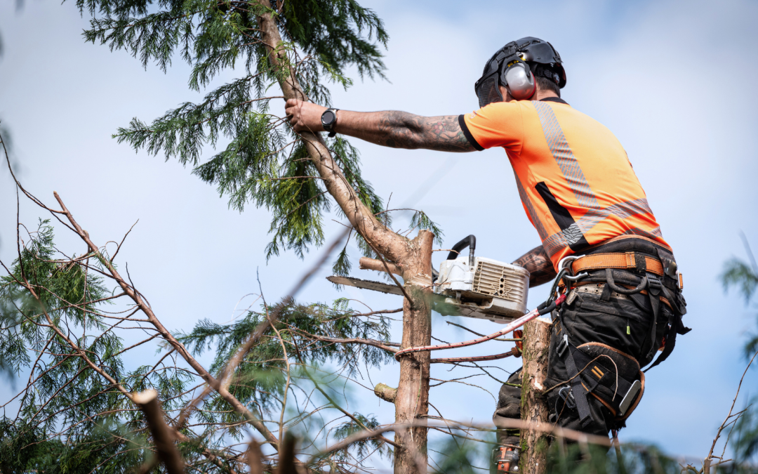 professional-arborists-planting-trees