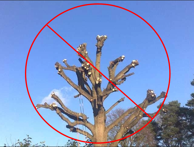 tree lopping gold coast