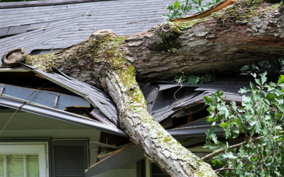 How to Protect Your Trees During Storm Season?