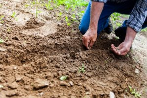 tree planting for national tree day