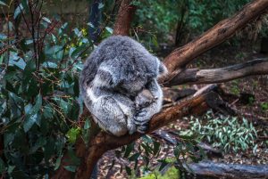 koala in tree