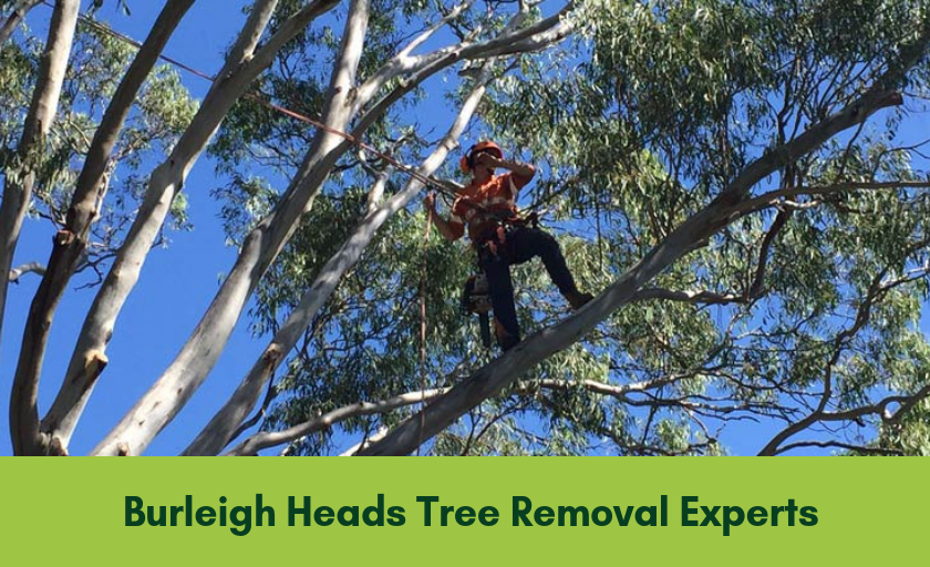 Tree removal Burleigh Heads Banner