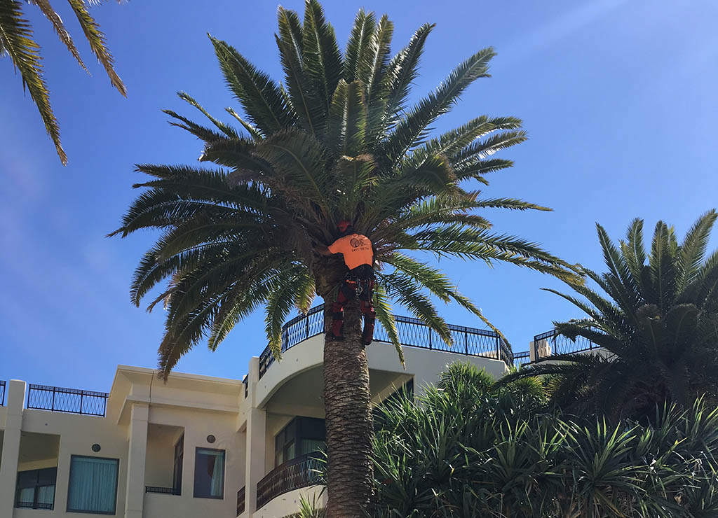 Palm Tree Removal Gold Coast