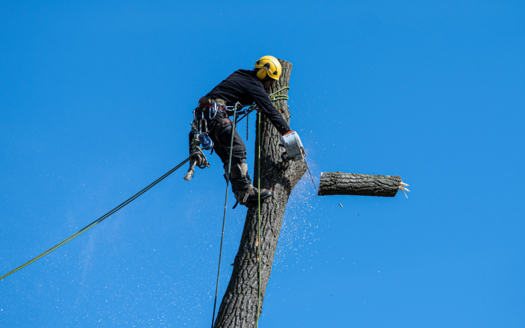 Can I Cut Down a Tree On My Property?