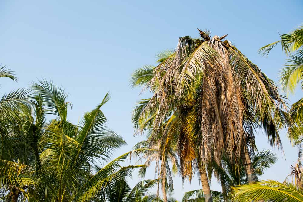 how-to-revive-a-dying-palm-tree