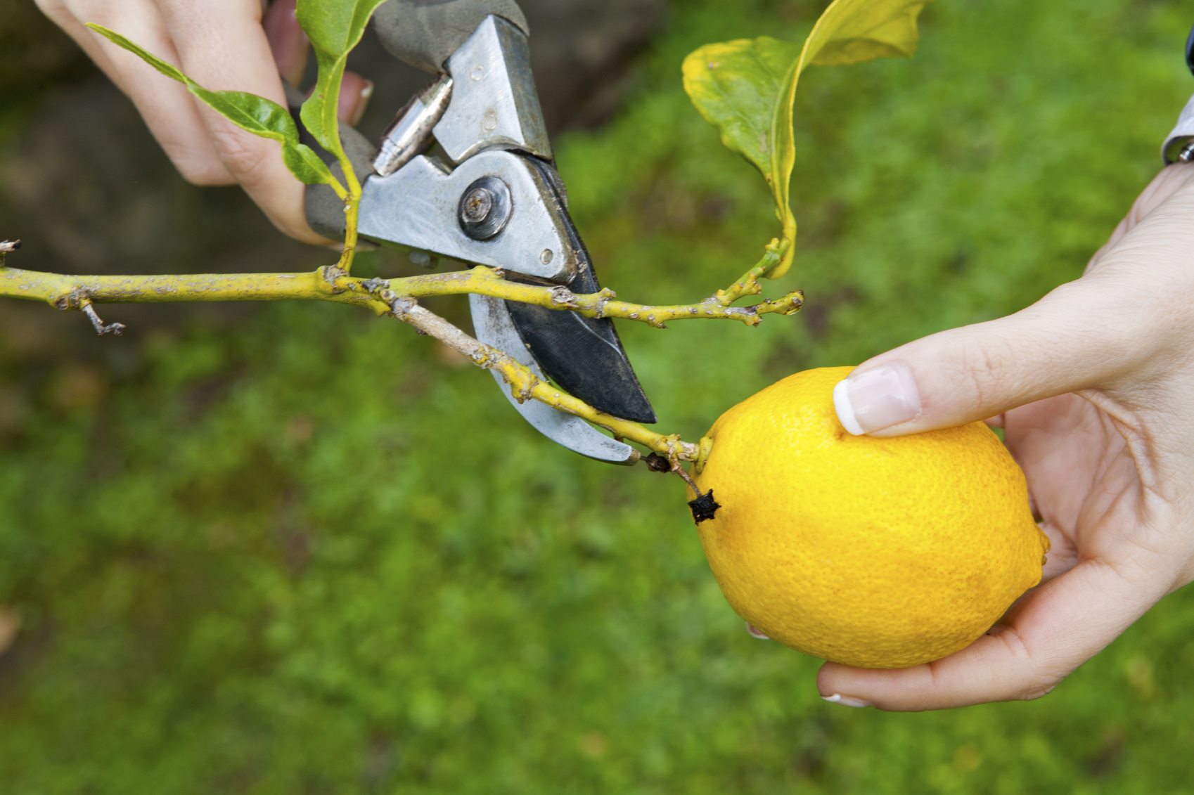 steps on how to prune a lemon tree