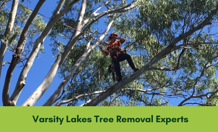 Tree removal Varsity Lakes Banner