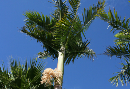 Alexander Palm Tree