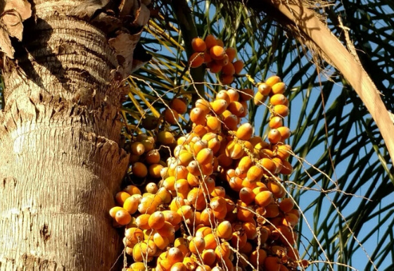 Palm Tree Types Cocos