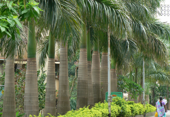 cuban royal palm tree types