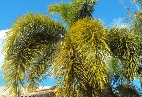 6 Common Types Of Palm Trees in Queensland