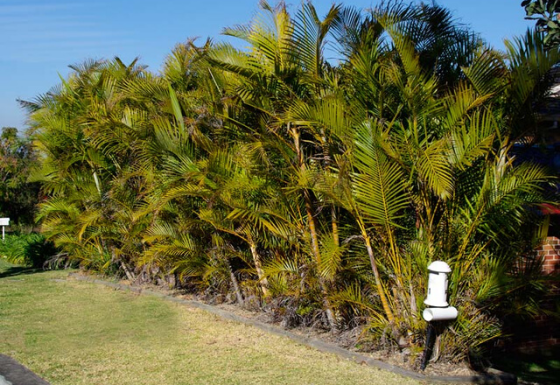 golden cane palm tree