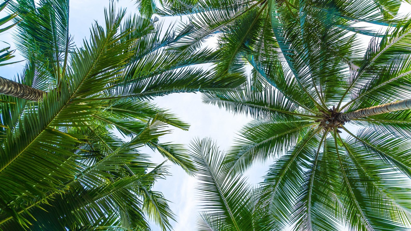 6 Common Types Of Palm Trees in Queensland