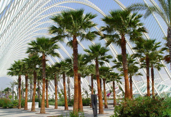 washingtonia palm tree types