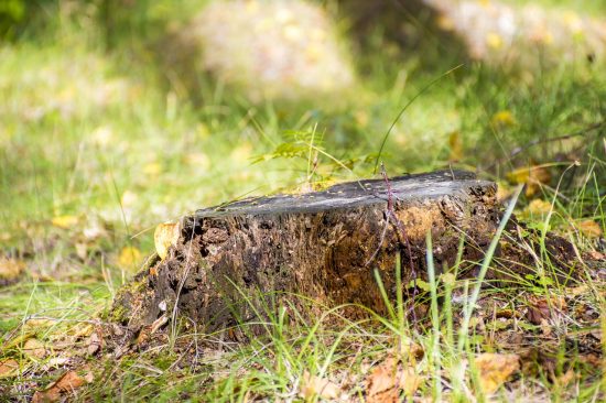 how to remove a tree stump safely