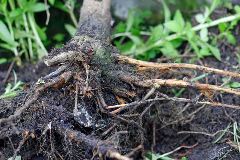 brown root rot