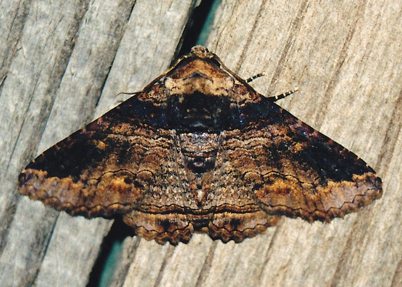 poinciana looper moth