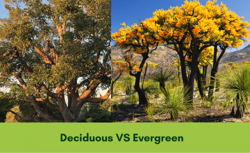 Difference Between Evergreen Forest And Deciduous Forest Class 6