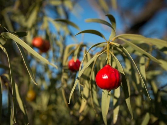 quandong trees for gold coast garden