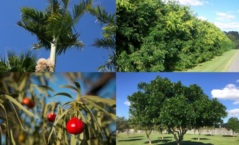 trees for gold coast garden banner