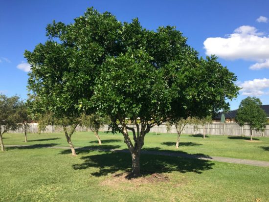 tuckeroo tree for gold coast garden