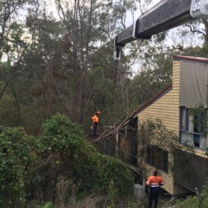 emergency tree services beenleigh