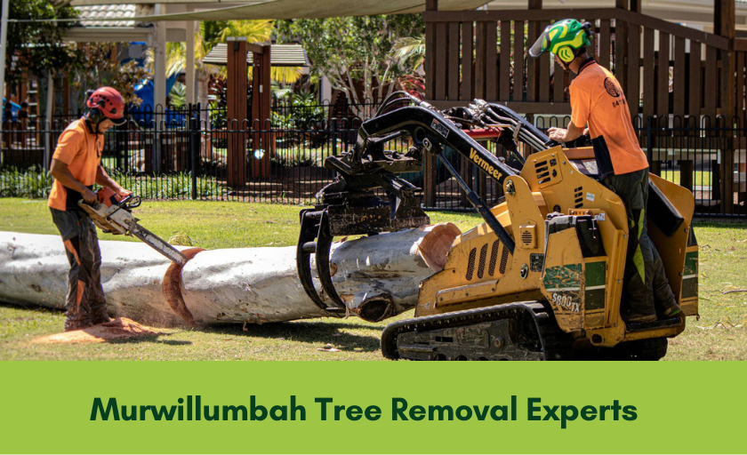 tree removal murwillumbah banner