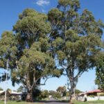 Queensland gum tree