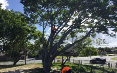 Tree crown lifting JC Tree