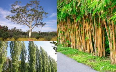 Trees with invasive roots Queensland Australia