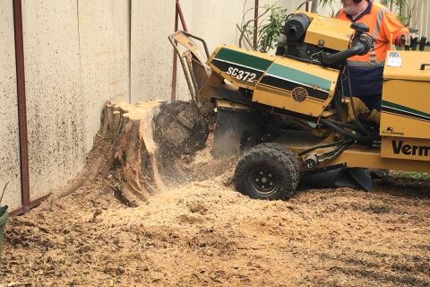 Tree Removal Gold Coast | JC Tree Services | Free Quotes