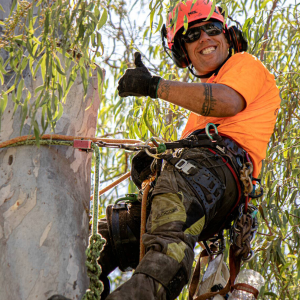 Tree removal JC crew