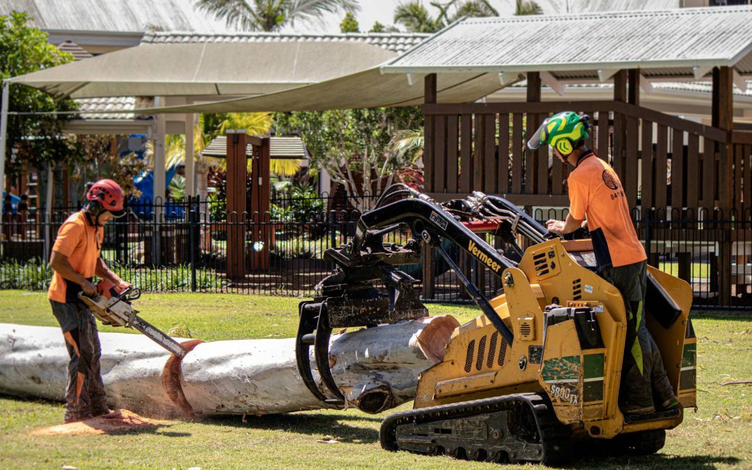 The Most Common Reasons For Tree Removal