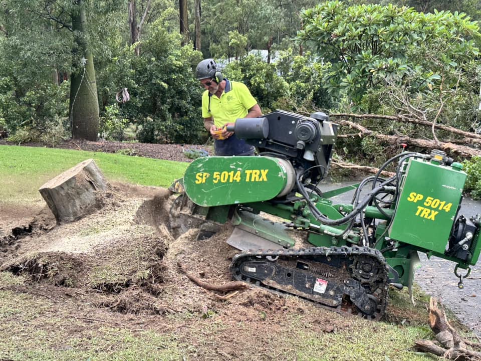 tree stump removal gold coast tree stump removal gold coast