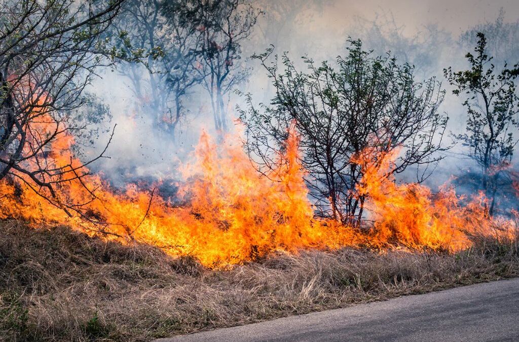 How To Prepare For A Bushfire: What Arborists Want You To Do