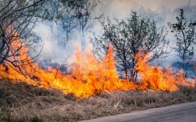 How To Prepare For A Bushfire: What Arborists Want You To Do