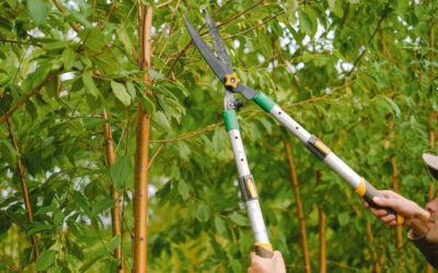 Does Pruning A Tree Stop Root Growth?