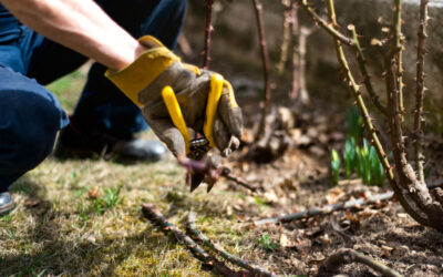Pruning Calendar Australia: What To Prune & When