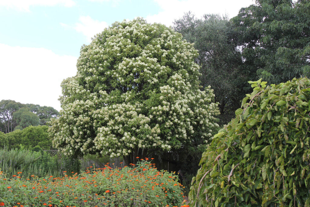 Backhousia citriodora