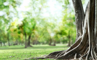 5 Trees With Non Invasive Roots In Australia
