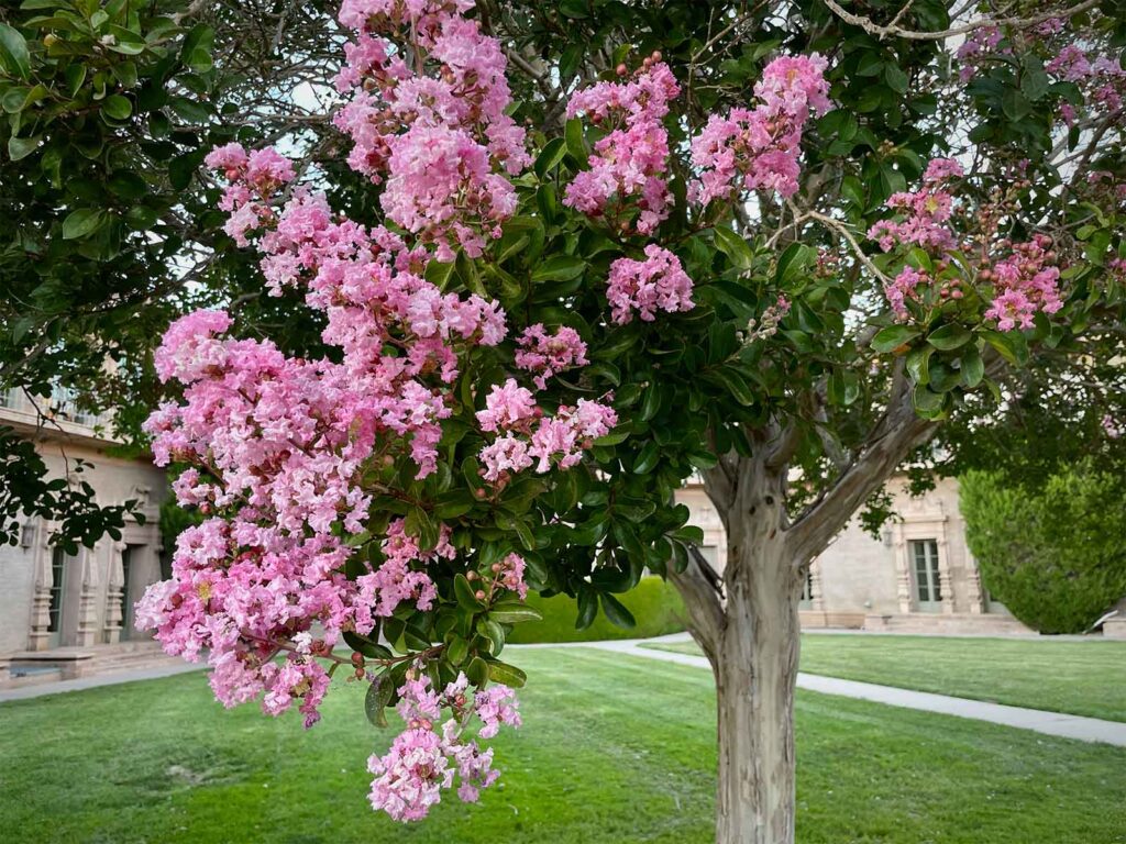 trees with non invasive roots australia crepe myrtle