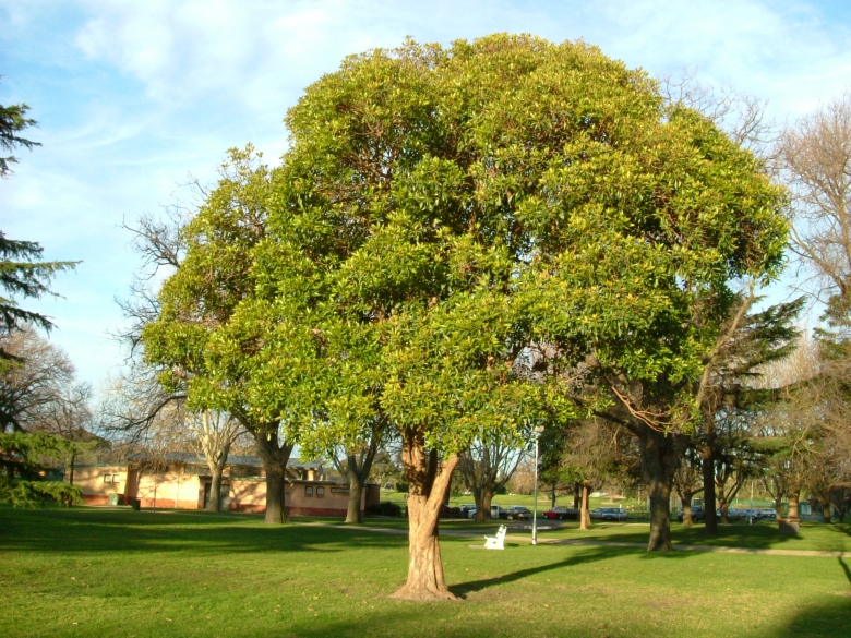 brush box tree