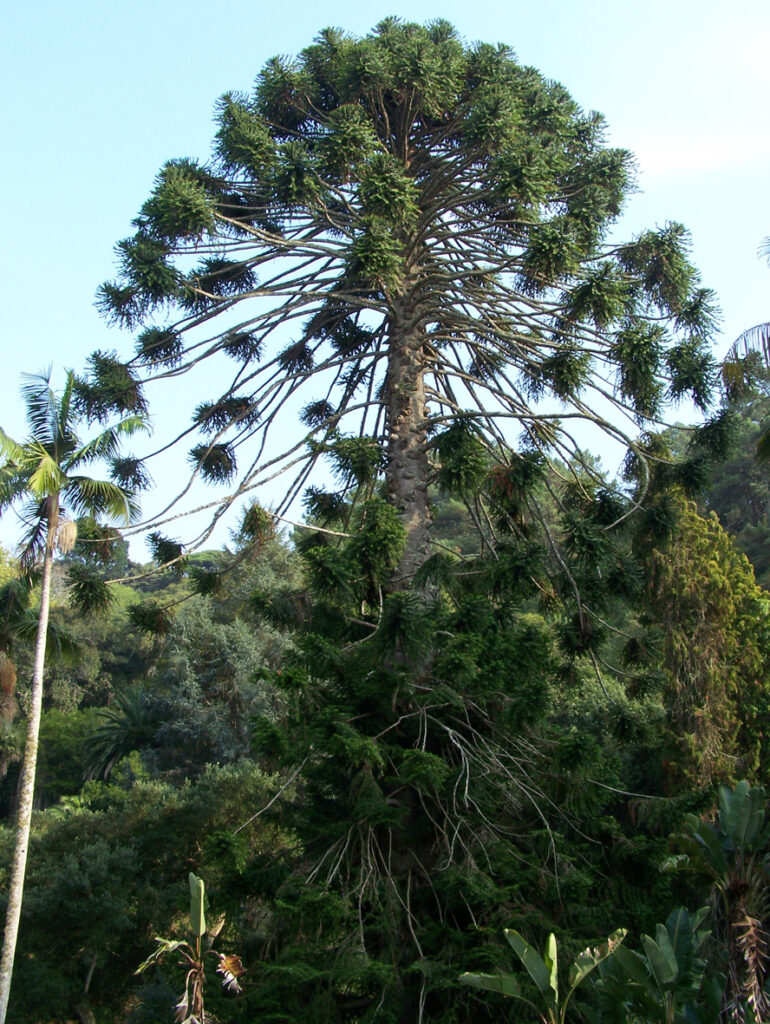 bunya pine protected trees QLD
