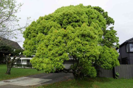 camphor laurel Queensland