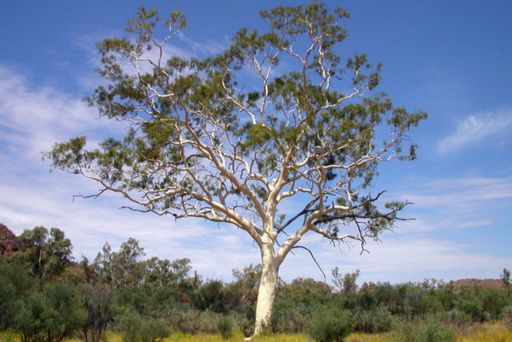 eucalyptus tree