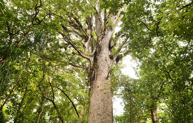 kauri pine