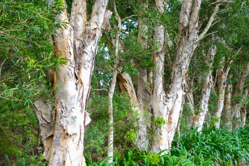 paperbark tree
