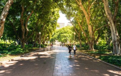 The 8 Protected Trees QLD Homeowners Need To Know About