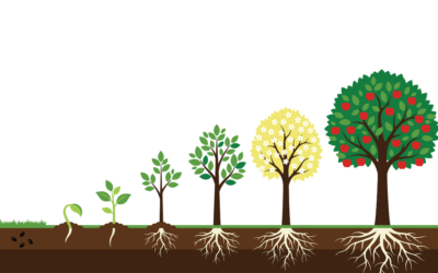 How Do Trees Grow: An Arborist’s Guide To The Life Cycle Of A Tree